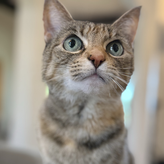 Meowvaleous Marlena's Cat Sitting