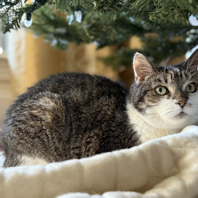 Meowvaleous Marlena's Cat Sitting photo 3