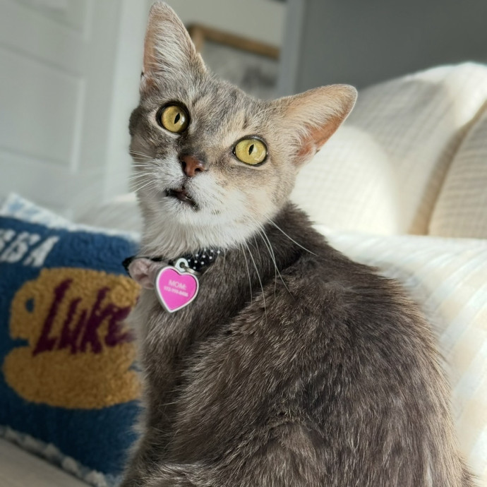 Meowvaleous Marlena's Cat Sitting photo 2