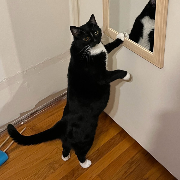 Damian's Itty Bitty Kitty Care
