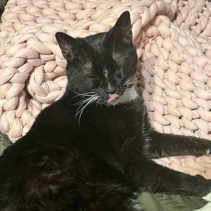 Damian's Itty Bitty Kitty Care
