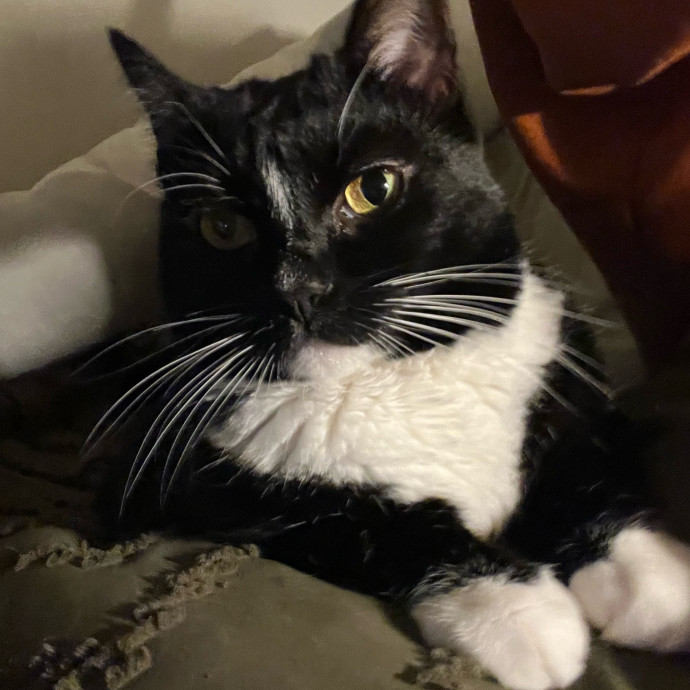 Damian's Itty Bitty Kitty Care