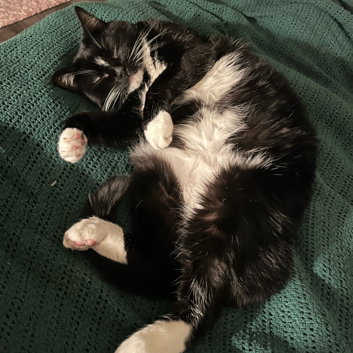 Damian's Itty Bitty Kitty Care photo 3