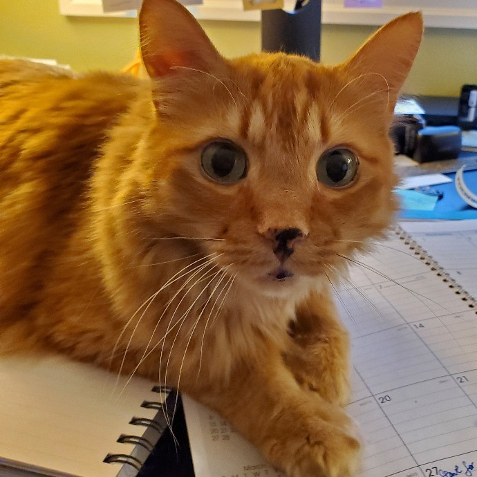 Diabectic And Pawsitive Cat Care On Capitol Hill