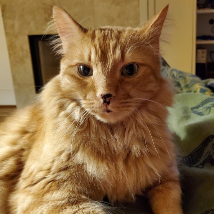 Diabectic And Pawsitive Cat Care On Capitol Hill photo 3