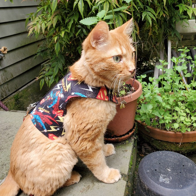 Diabectic And Pawsitive Cat Care On Capitol Hill photo 2