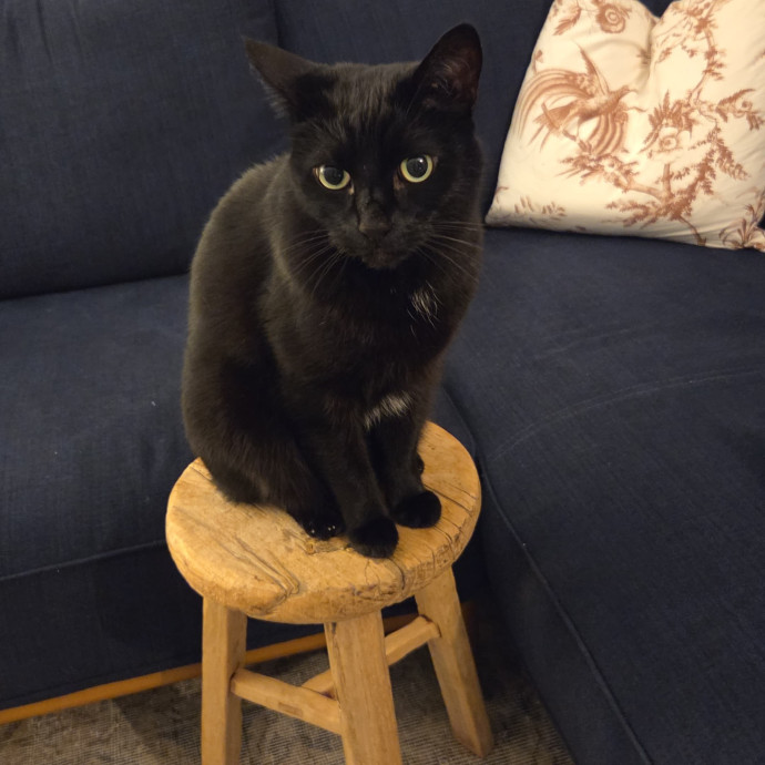 Diabectic And Pawsitive Cat Care On Capitol Hill photo 3