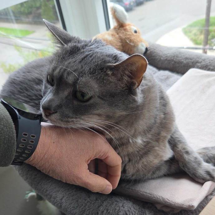 Diabectic And Pawsitive Cat Care On Capitol Hill photo 2