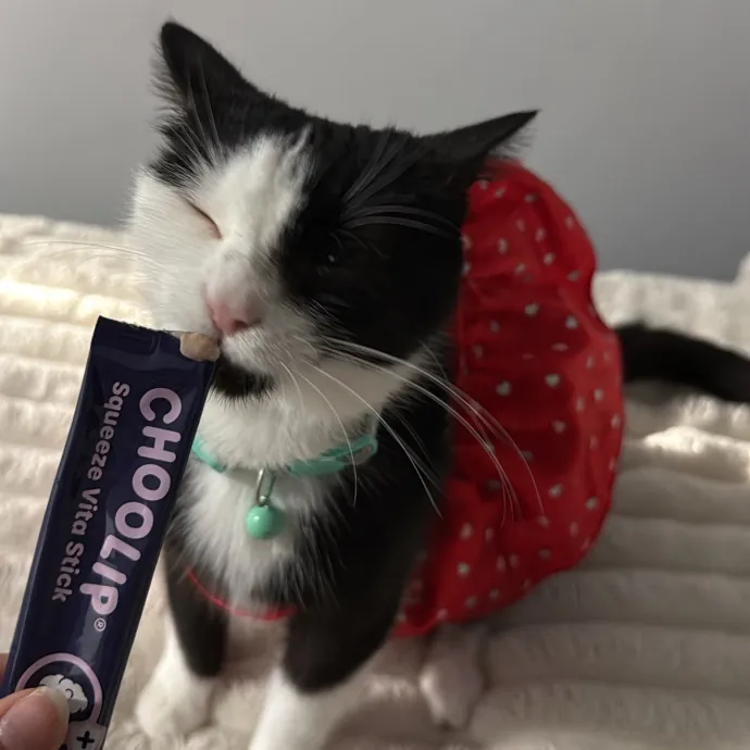 Loving Cat Mom Of 4
