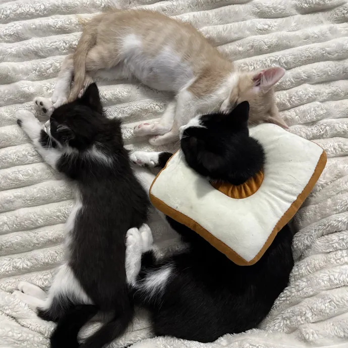 Loving Cat Mom Of 4