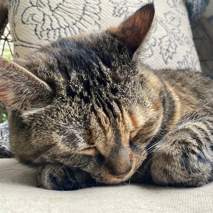 Carly's Caring Catsitting