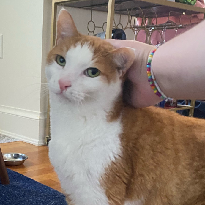 Carly's Caring Catsitting photo 3