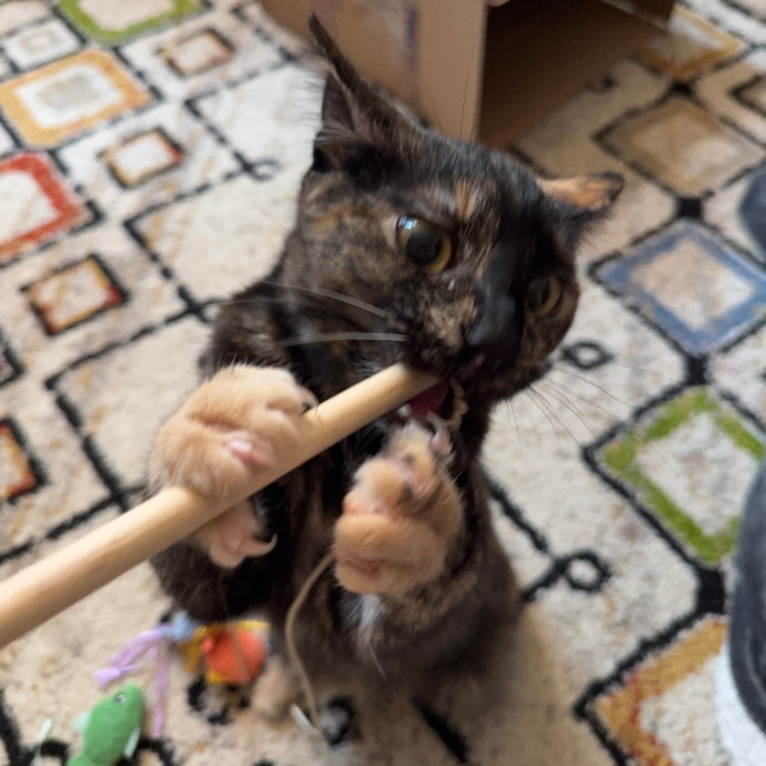 Carly's Caring Catsitting photo 2