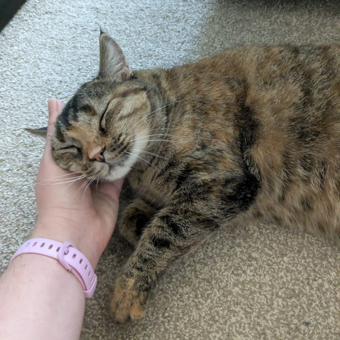 Punctual And Passionate Pet Sitter