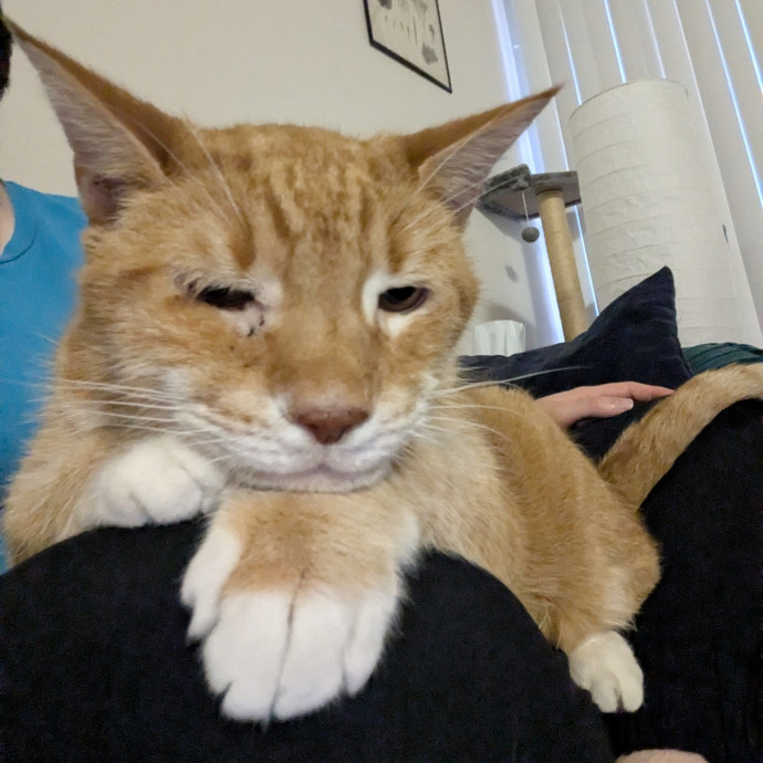 Punctual And Passionate Pet Sitter photo 3