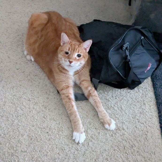 Punctual And Passionate Pet Sitter photo 2
