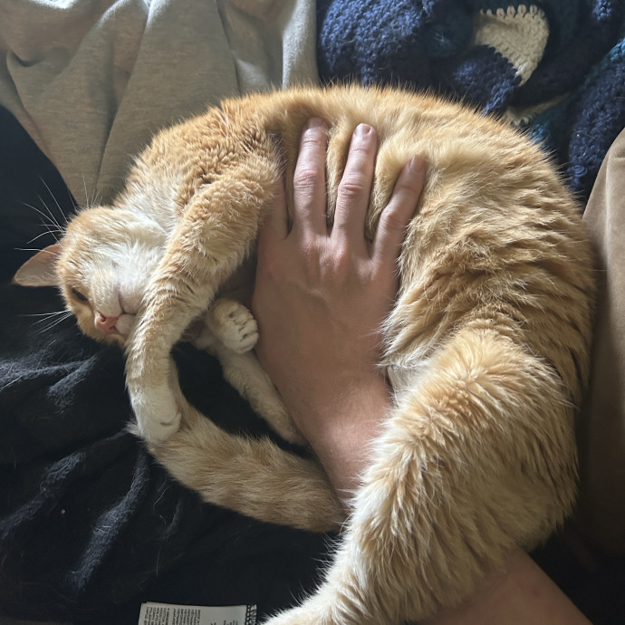 Veteran Catdad Services Available In Dc