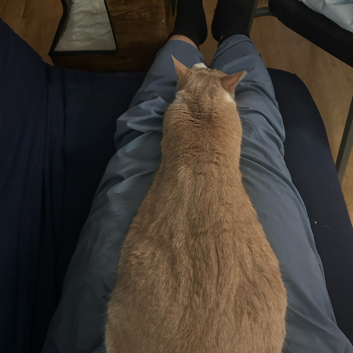 Veteran Catdad Services Available In Dc
