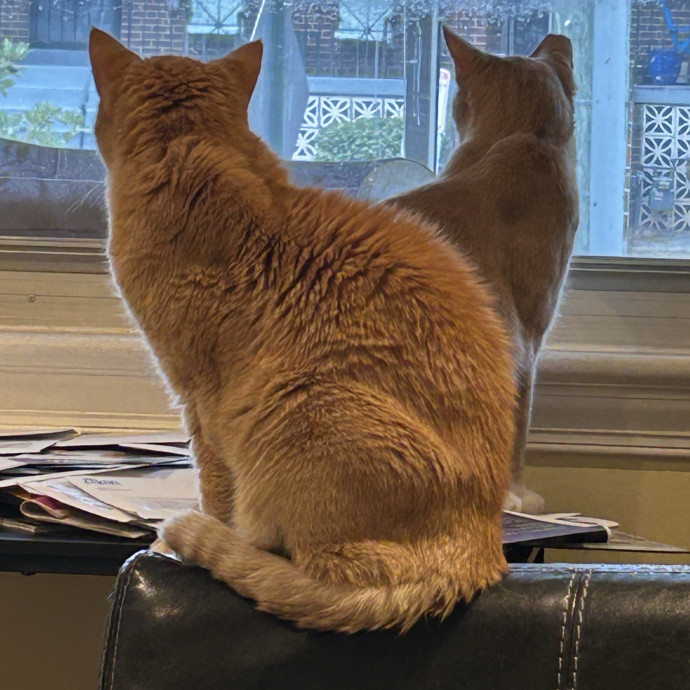 Veteran Catdad Services Available In Dc photo 3
