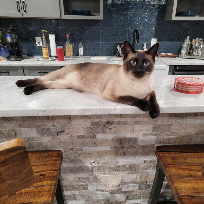 Claws And Paws Cat Sitting photo 2