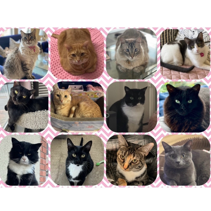 Experienced Parent Of 10 Kitties photo 2