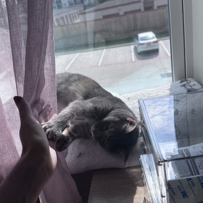 Your Kitty's Home Away From Home photo 2