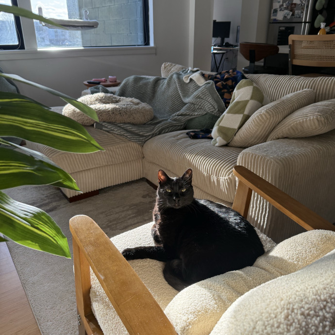 Reliable Loving Cat Care