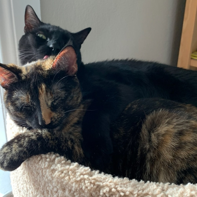 Reliable Loving Cat Care
