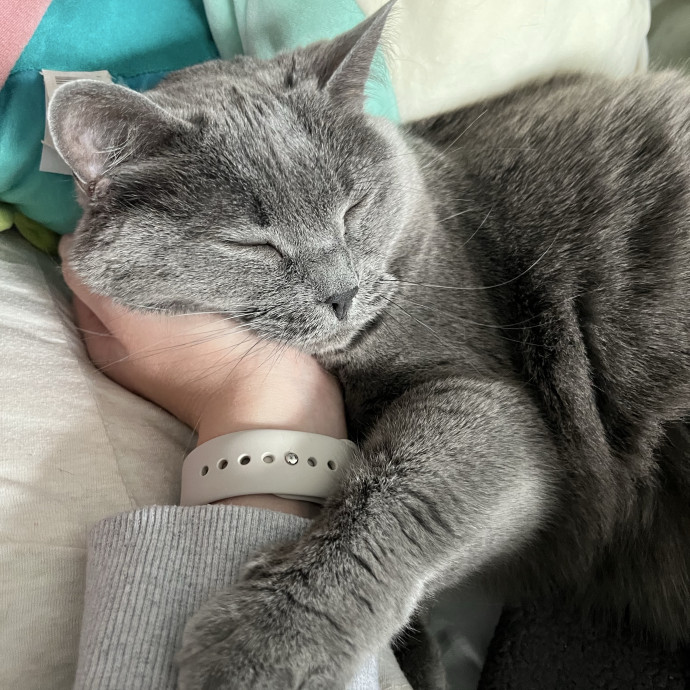 Reliable Loving Cat Care
