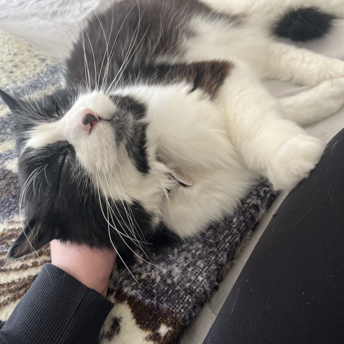 Reliable Loving Cat Care photo 3