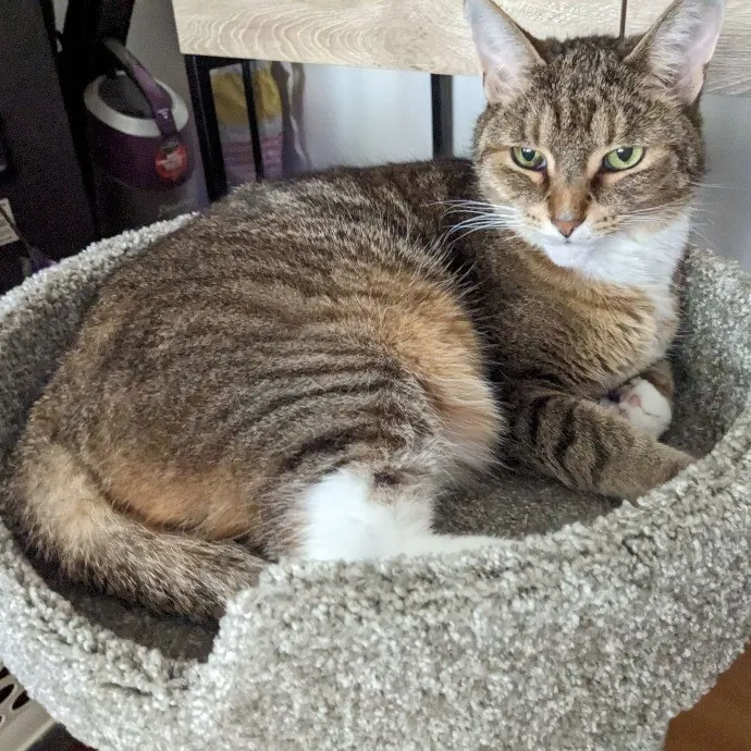 Silly Sweet Services