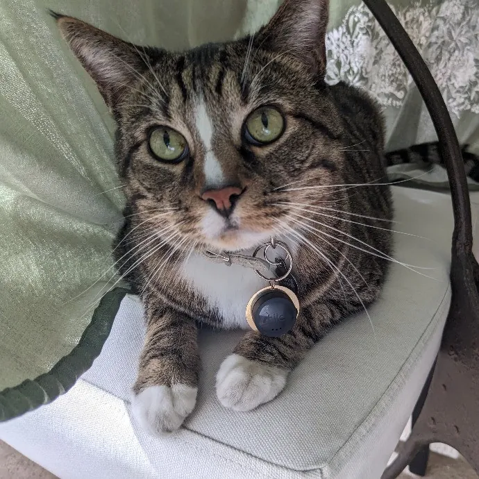 Silly Sweet Services