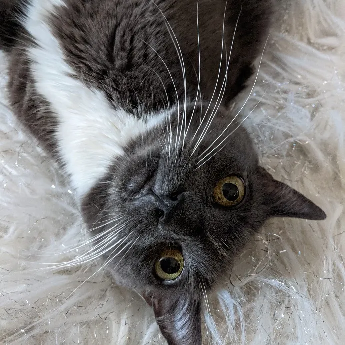 Silly Sweet Services