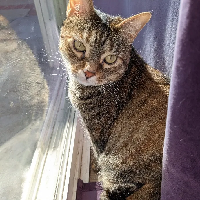 Silly Sweet Services photo 4