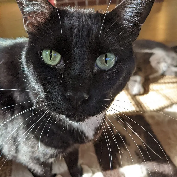 Silly Sweet Services photo 3