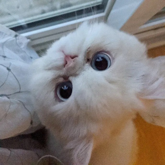 Silly Sweet Services photo 2