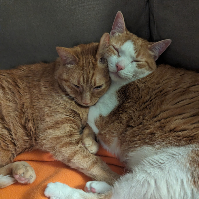 Lizzy's Kitty Care Lakeview