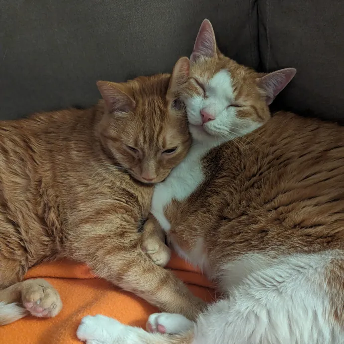 Lizzy's Kitty Care Lakeview