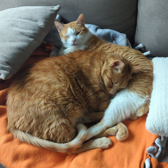 Lizzy's Kitty Care Lakeview