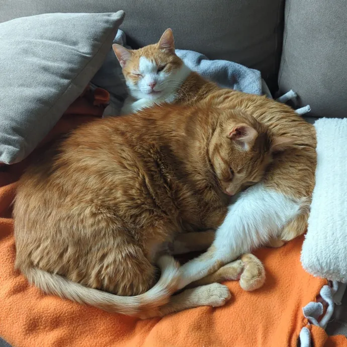 Lizzy's Kitty Care Lakeview