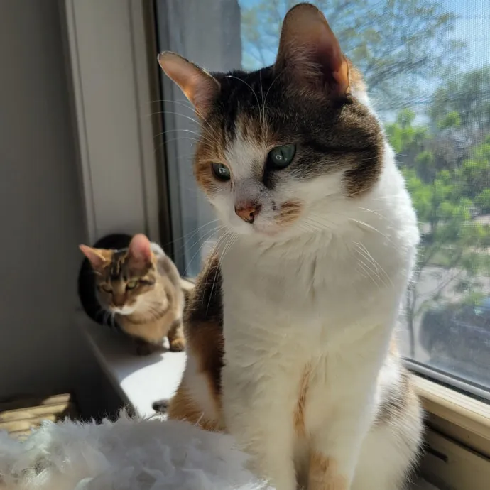 Lizzy's Kitty Care Lakeview