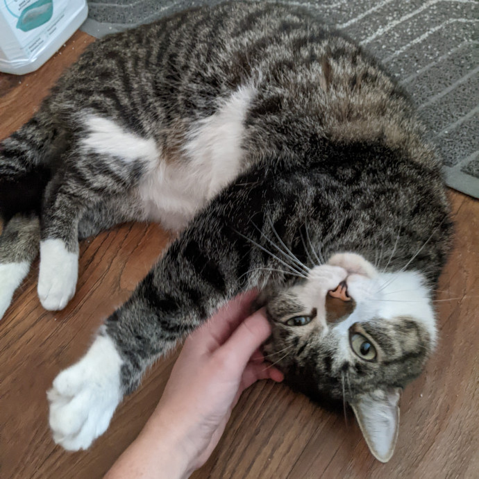 Lizzy's Kitty Care Lakeview