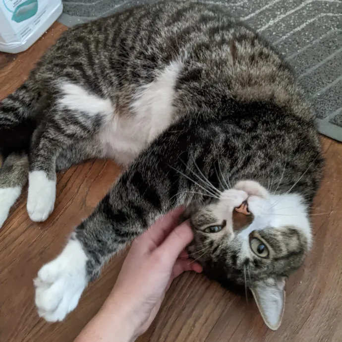 Lizzy's Kitty Care Lakeview