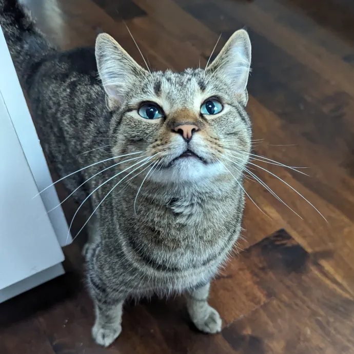 Lizzy's Kitty Care Lakeview