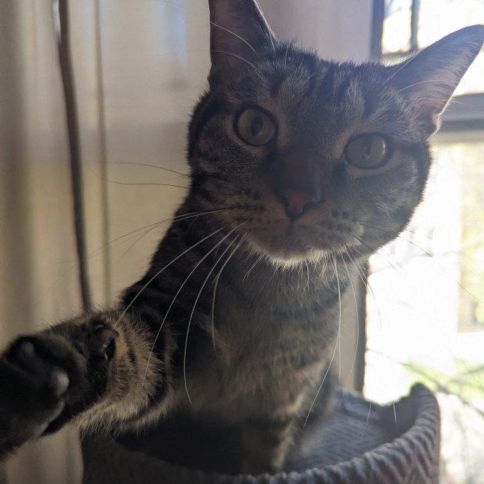 Lizzy's Kitty Care Lakeview