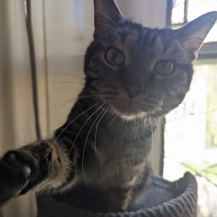 Lizzy's Kitty Care Lakeview