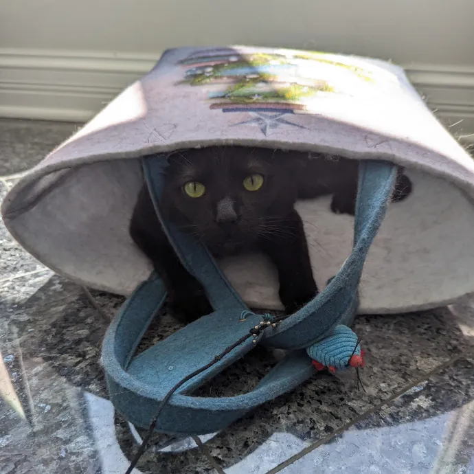 Lizzy's Kitty Care Lakeview