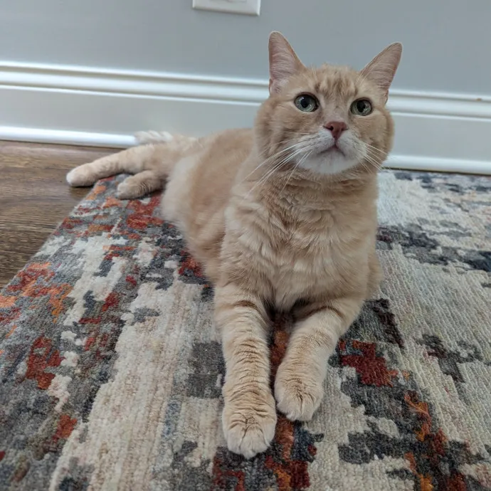 Lizzy's Kitty Care Lakeview