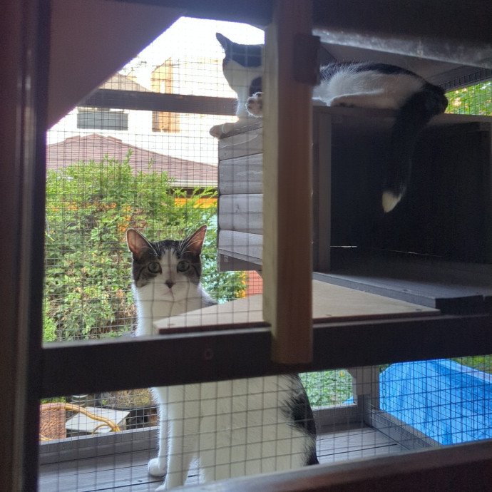 Lizzy's Kitty Care Lakeview
