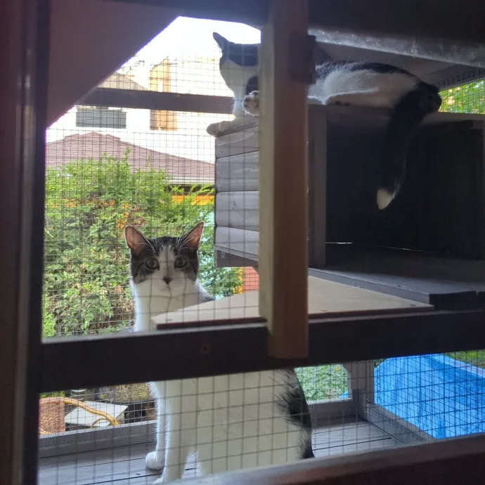 Lizzy's Kitty Care Lakeview